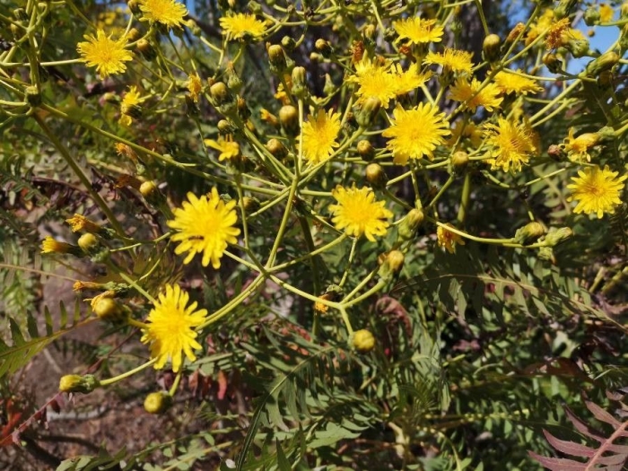 Sonchus canariensis image