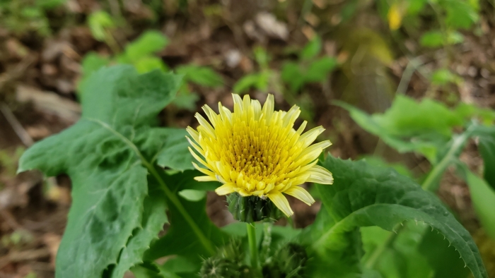 Sonchus oleraceus image