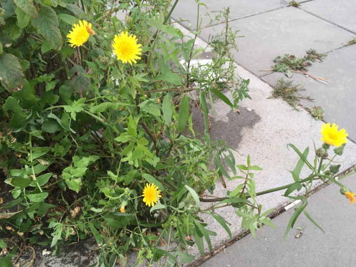 Sonchus tenerrimus image