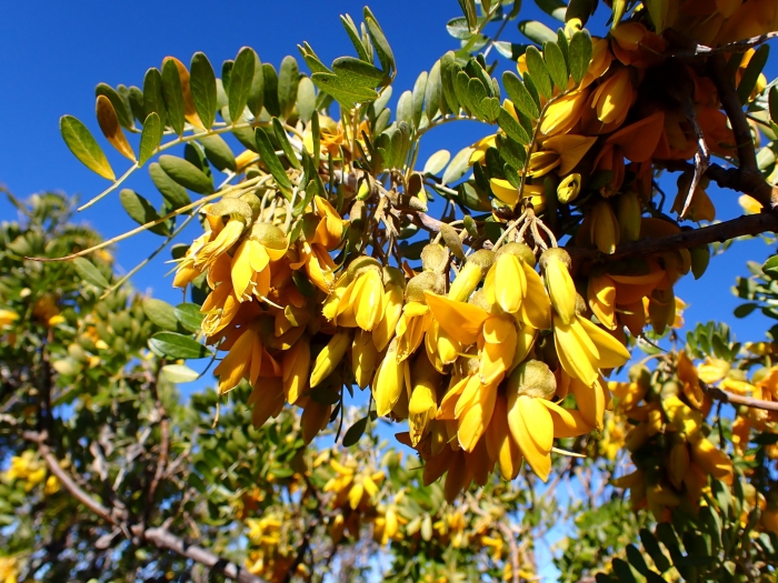 Sophora chrysophylla image