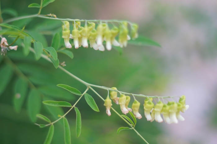 Sophora flavescens image