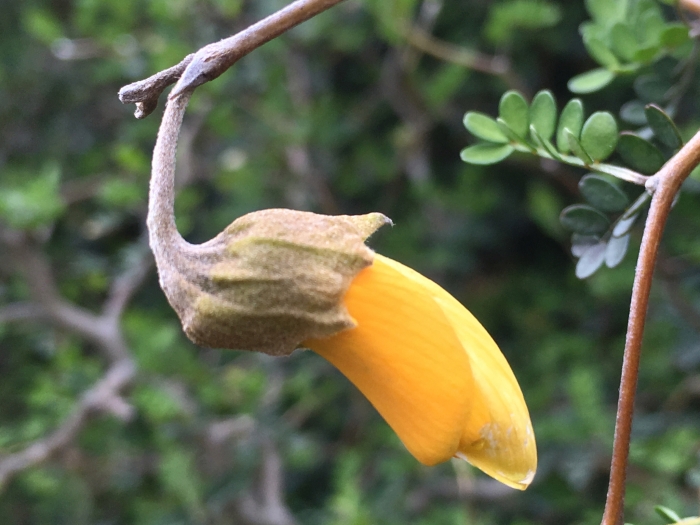 Sophora prostrata image