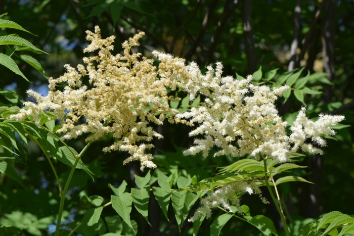 Sorbaria sorbifolia image