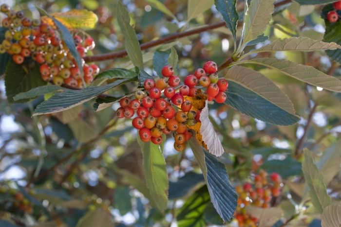 Sorbus aria image