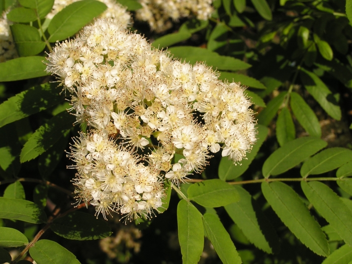 Sorbus aucuparia image