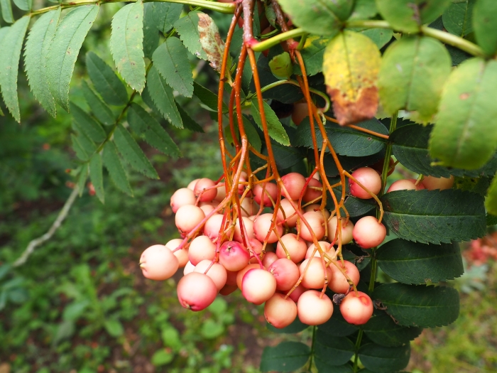 Sorbus discolor image