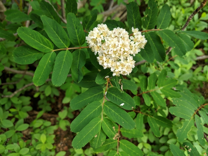 Sorbus occidentalis image