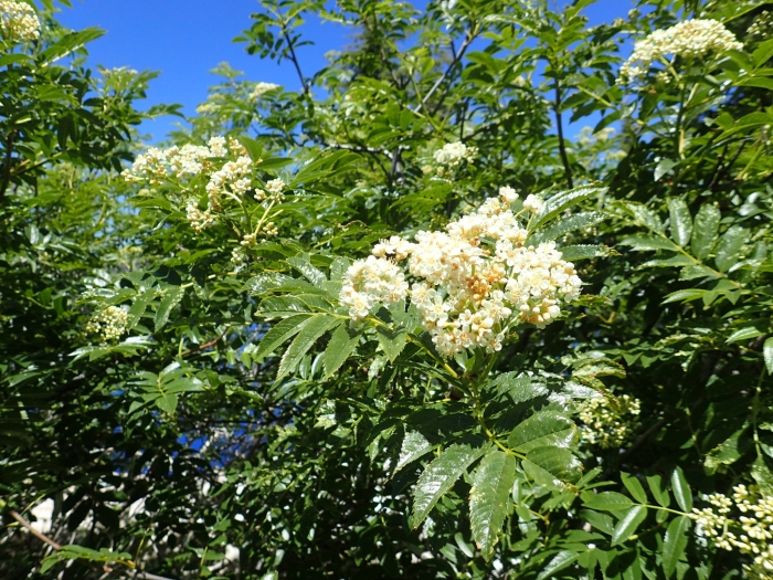 Sorbus scopulina image