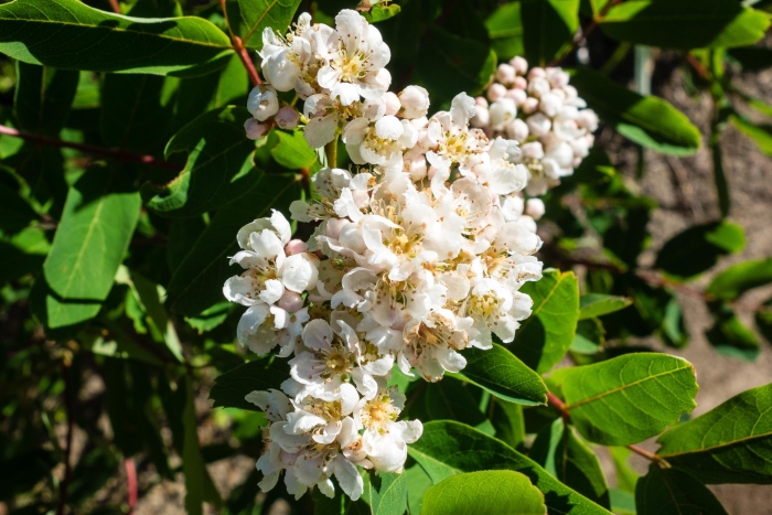 Sorbus sitchensis image