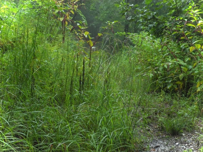 Sorghastrum elliottii image