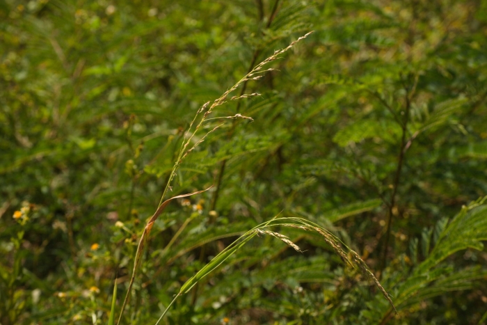 Sorghum ×drummondii image