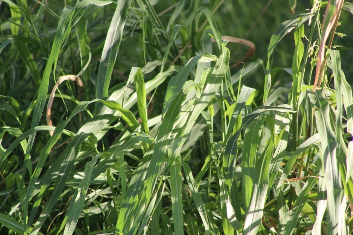 Sorghum halepense image