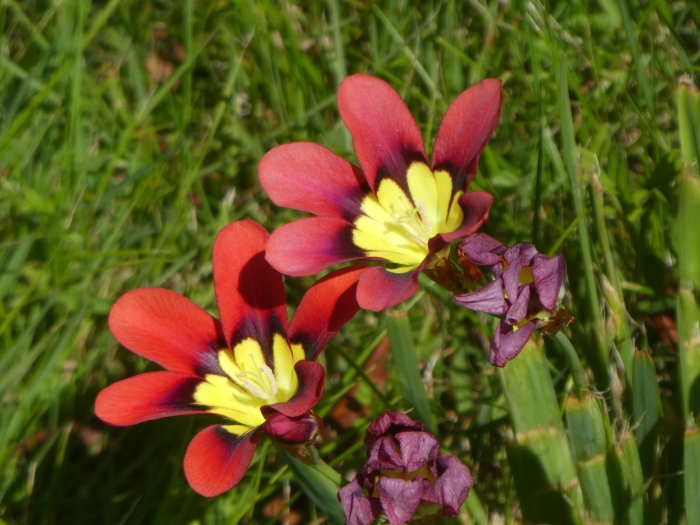 Sparaxis tricolor image