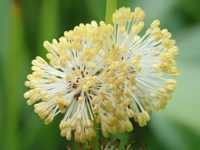 Sparganium eurycarpum image