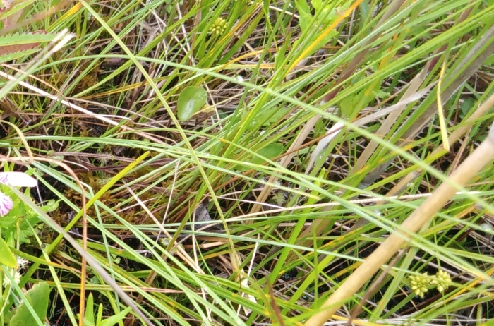 Sparganium natans image