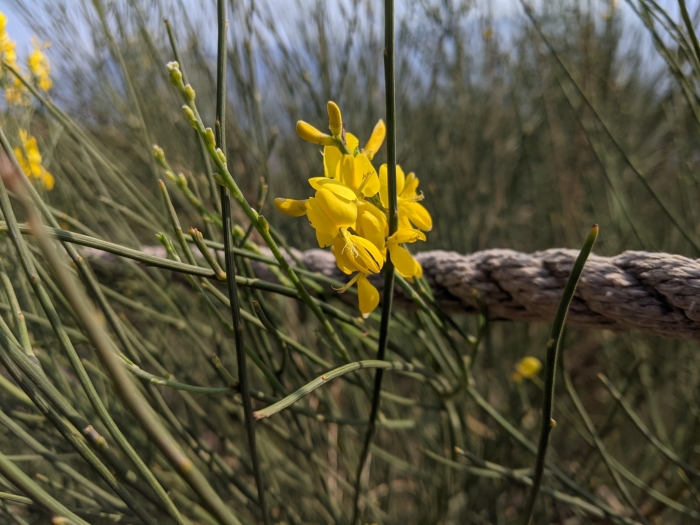 Spartium junceum image