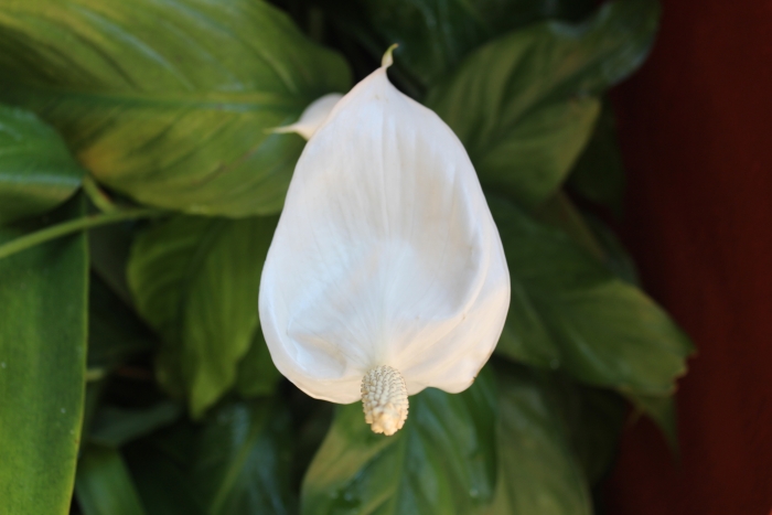 Spathiphyllum wallisii image
