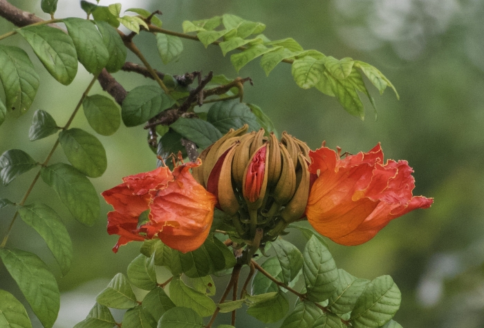 Spathodea campanulata image