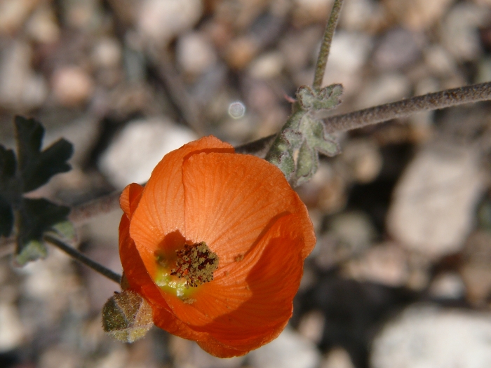Sphaeralcea ambigua image
