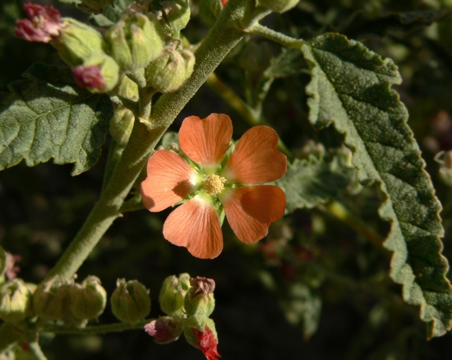 Sphaeralcea angustifolia image