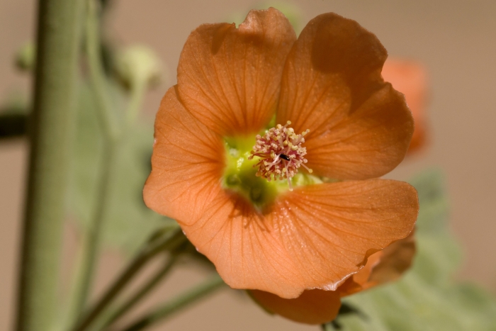 Sphaeralcea emoryi image
