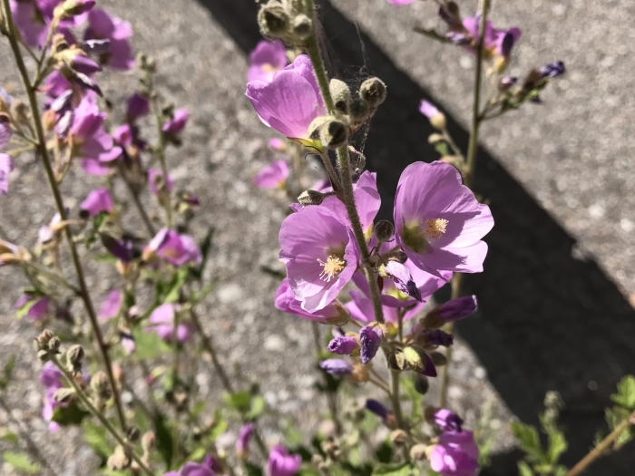 Sphaeralcea fendleri image