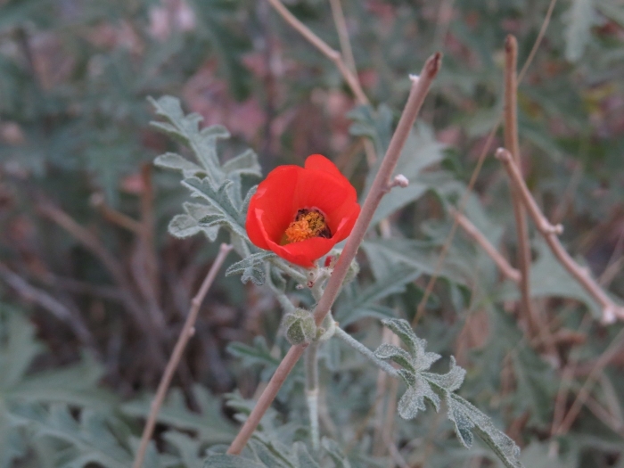 Sphaeralcea grossulariifolia image