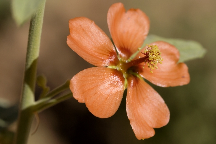 Sphaeralcea incana image