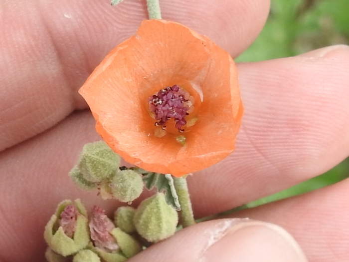 Sphaeralcea laxa image