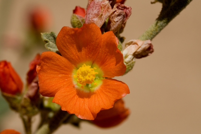 Sphaeralcea parvifolia image