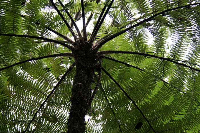 Sphaeropteris cooperi image