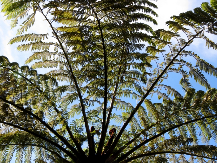 Sphaeropteris medullaris image