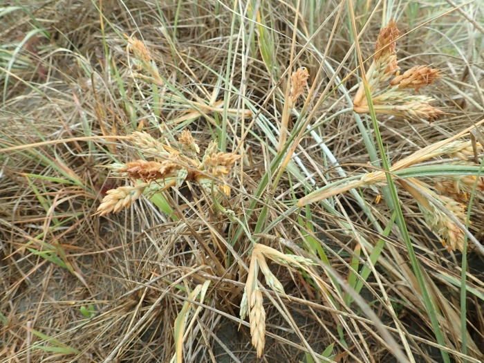 Spinifex sericeus image