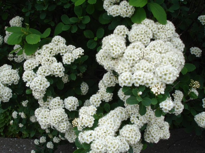 Spiraea betulifolia image