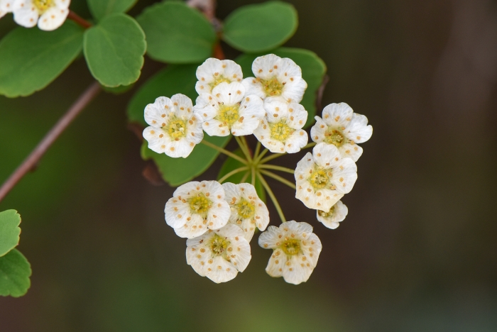 Spiraea blumei image