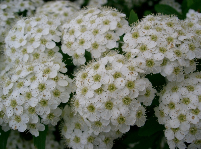 Spiraea cantoniensis image
