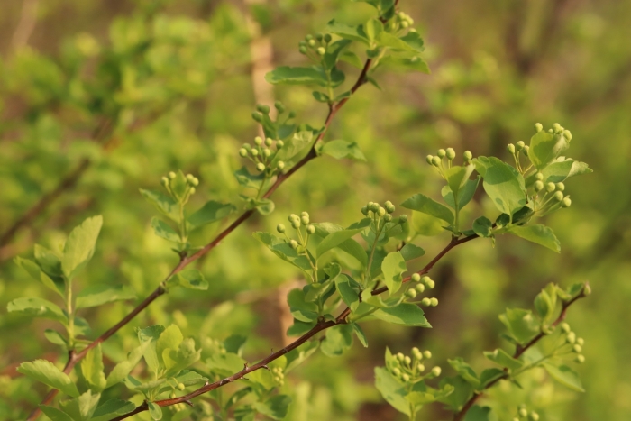 Spiraea chamaedryfolia image