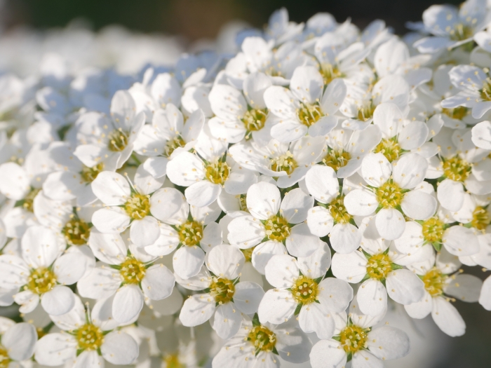 Spiraea ×cinerea image