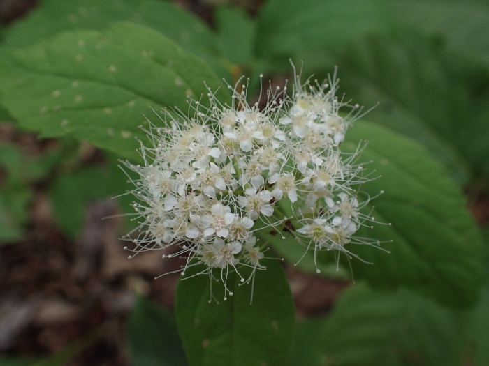 Spiraea corymbosa image