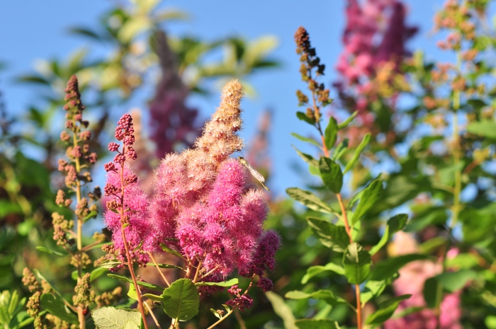 Spiraea douglasii image