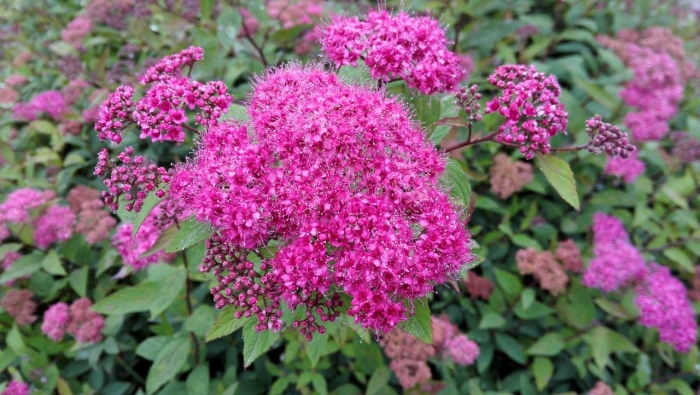 Spiraea japonica image