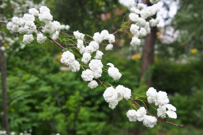 Spiraea prunifolia image