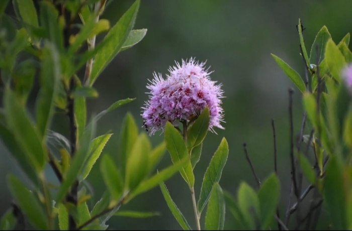 Spiraea salicifolia image