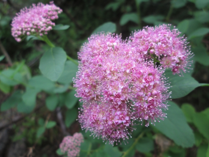 Spiraea splendens image