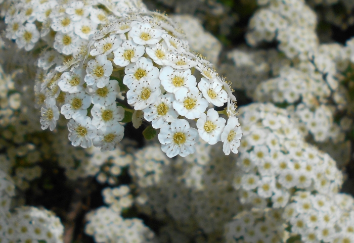 Spiraea trilobata image