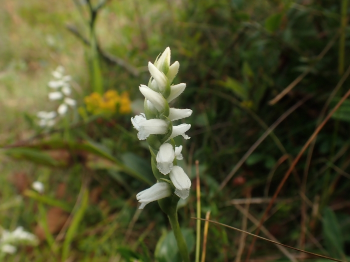 Spiranthes cernua image