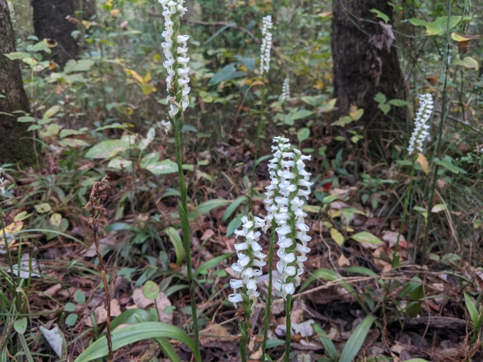 Spiranthes odorata image