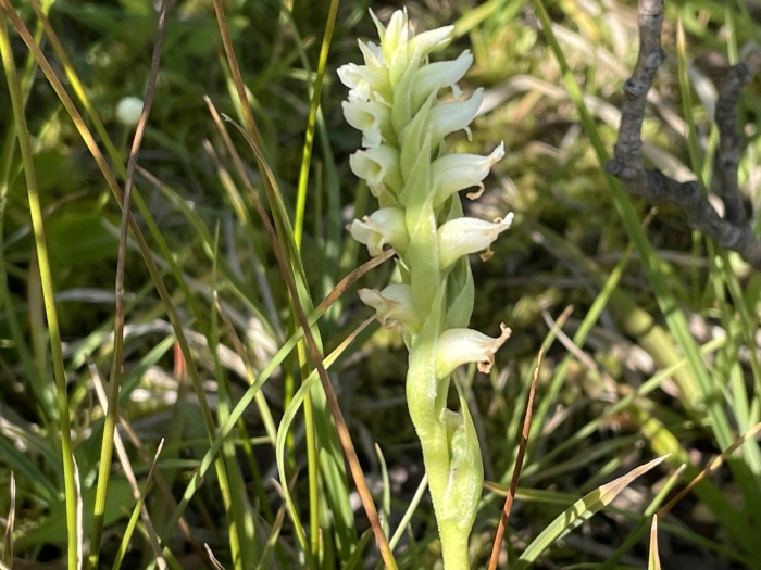 Spiranthes romanzoffiana image