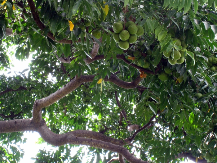 Spondias dulcis image