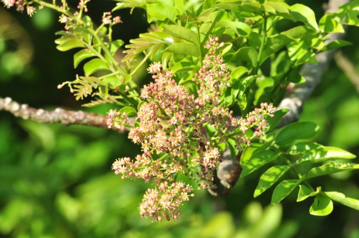 Spondias purpurea image